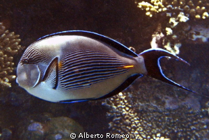 Portrait of Surgeon fish ( Acanthurus sohal) by Alberto Romeo 